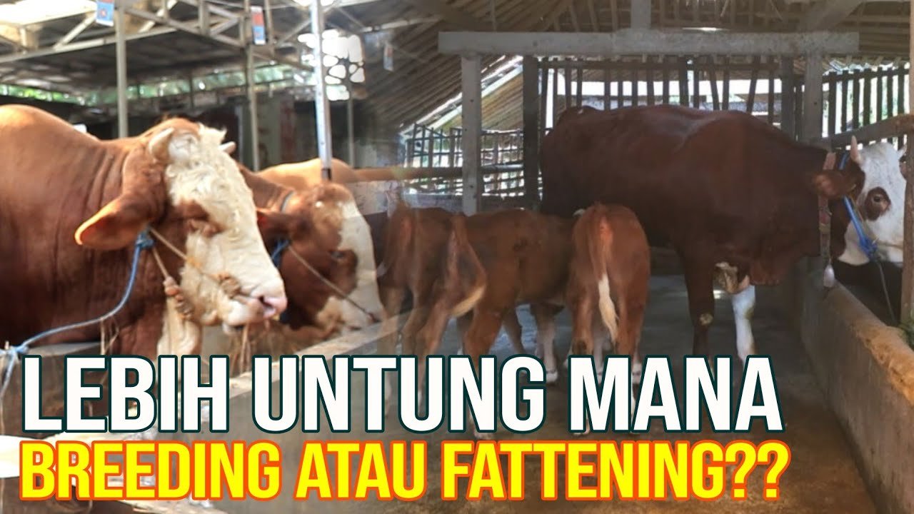 
                                 Bisnis-Pembiakkan-Atau-Penggemukkan-Sapi-Mana-Yang-Lebih-Menguntungkan